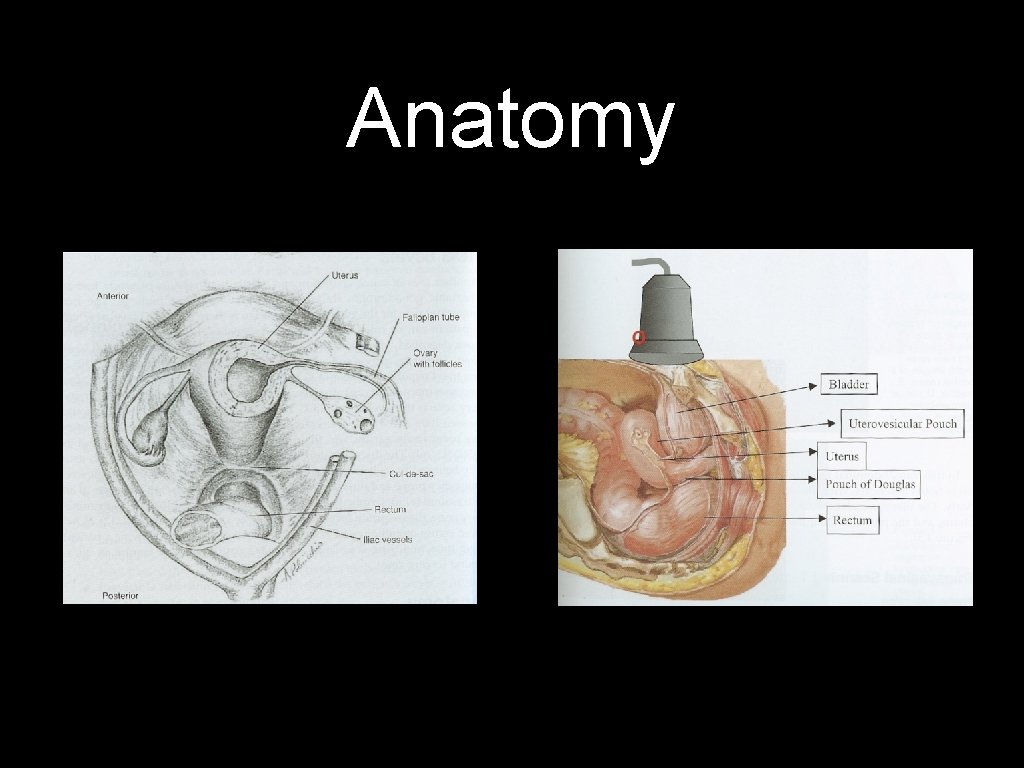 Anatomy 