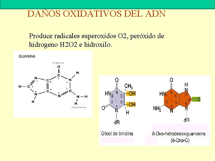 MUTACIONES Biología. 2º Bachillerato DAÑOS OXIDATIVOS DEL ADN Produce radicales superoxidos O 2, peróxido