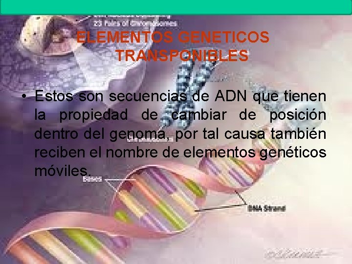 MUTACIONES Biología. 2º Bachillerato ELEMENTOS GENETICOS TRANSPONIBLES • Estos son secuencias de ADN que