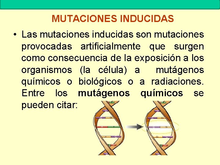 MUTACIONES Biología. 2º Bachillerato MUTACIONES INDUCIDAS • Las mutaciones inducidas son mutaciones provocadas artificialmente