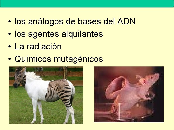 MUTACIONES • • Biología. 2º Bachillerato los análogos de bases del ADN los agentes