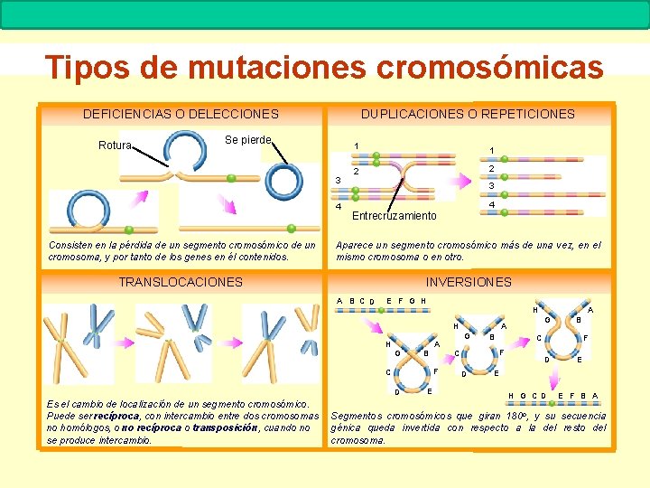 MUTACIONES Biología. 2º Bachillerato Tipos de mutaciones cromosómicas DEFICIENCIAS O DELECCIONES Rotura DUPLICACIONES O