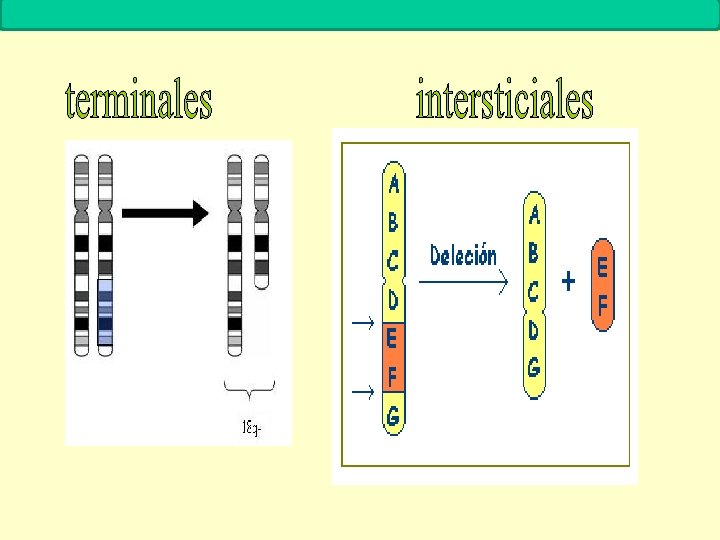 MUTACIONES Biología. 2º Bachillerato 