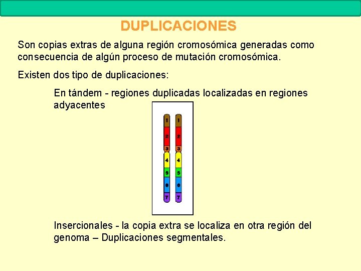 MUTACIONES Biología. 2º Bachillerato DUPLICACIONES Son copias extras de alguna región cromosómica generadas como