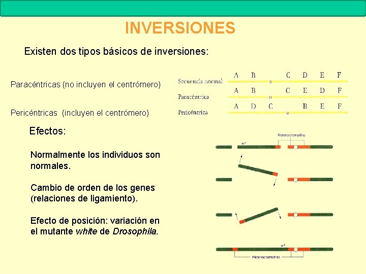 MUTACIONES Biología. 2º Bachillerato INVERSIONES Existen dos tipos básicos de inversiones: Paracéntricas (no incluyen