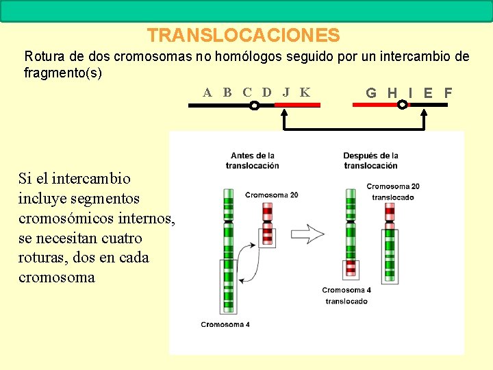 MUTACIONES Biología. 2º Bachillerato TRANSLOCACIONES Rotura de dos cromosomas no homólogos seguido por un