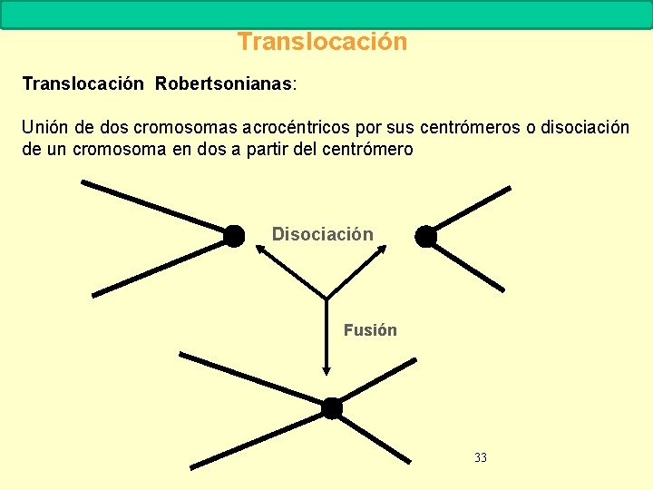 MUTACIONES Biología. 2º Bachillerato Translocación Robertsonianas: Unión de dos cromosomas acrocéntricos por sus centrómeros