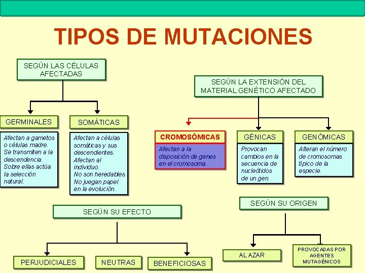 MUTACIONES Biología. 2º Bachillerato TIPOS DE MUTACIONES SEGÚN LAS CÉLULAS AFECTADAS SEGÚN LA EXTENSIÓN