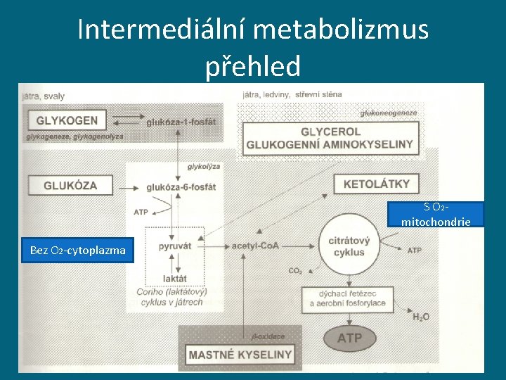 Intermediální metabolizmus přehled S O 2 mitochondrie Bez O 2 -cytoplazma 