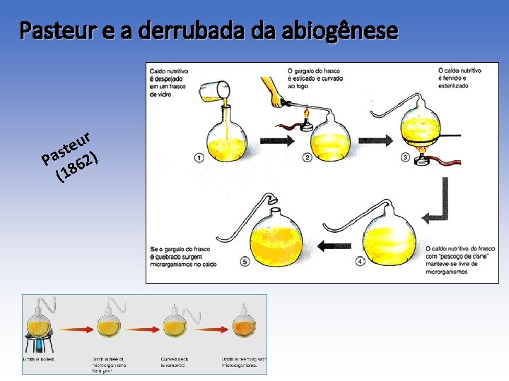 Pasteur e a derrubada da abiogênese r u e st ) a P 62