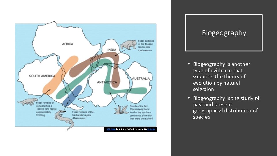 Biogeography • Biogeography is another type of evidence that supports theory of evolution by