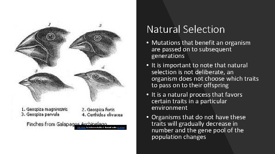 Natural Selection This Photo by Unknown Author is licensed under CC BY-SA • Mutations