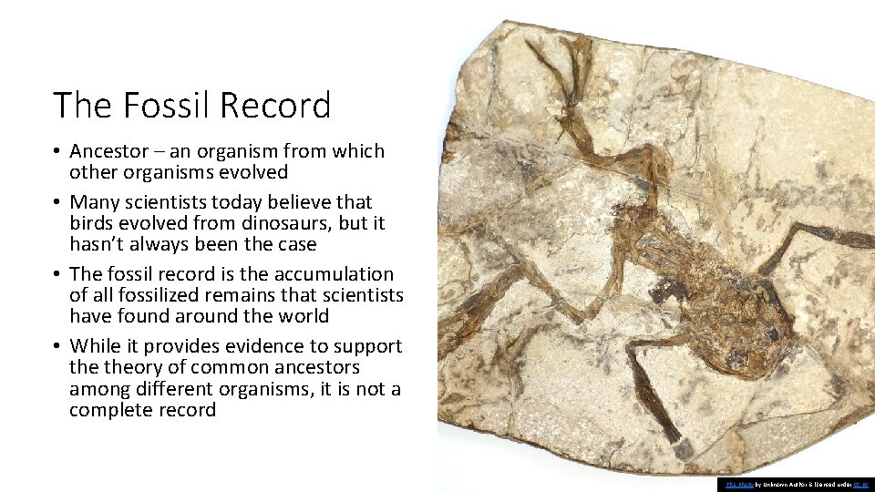 The Fossil Record • Ancestor – an organism from which other organisms evolved •