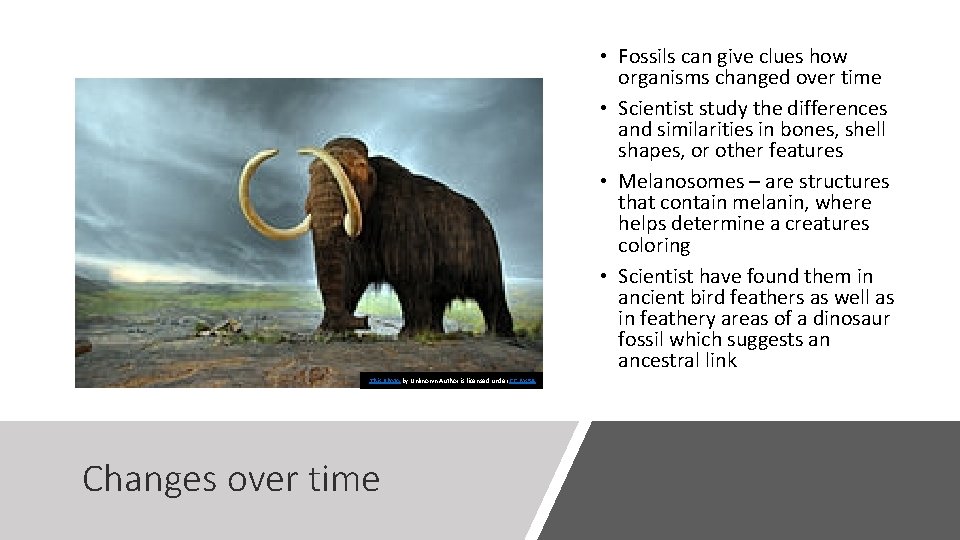  • Fossils can give clues how organisms changed over time • Scientist study