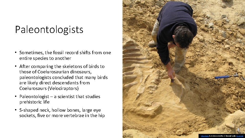 Paleontologists • Sometimes, the fossil record shifts from one entire species to another •