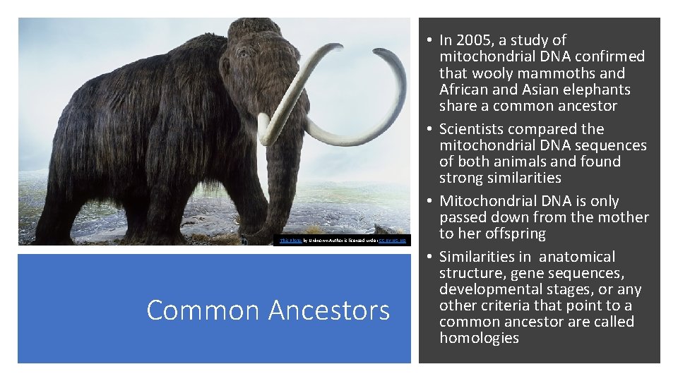 This Photo by Unknown Author is licensed under CC BY-NC-ND Common Ancestors • In