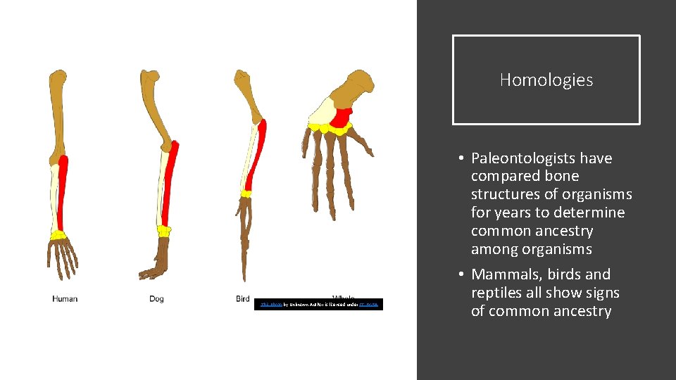 Homologies This Photo by Unknown Author is licensed under CC BY-SA • Paleontologists have