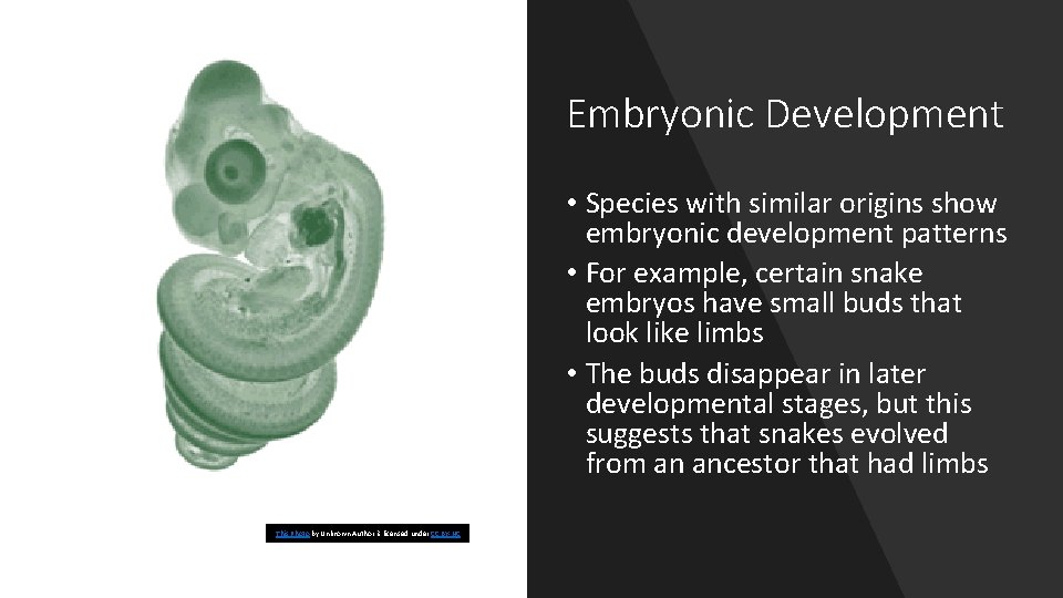 Embryonic Development • Species with similar origins show embryonic development patterns • For example,