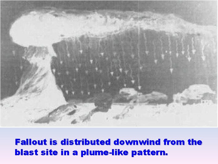 Fallout is distributed downwind from the blast site in a plume-like pattern. 