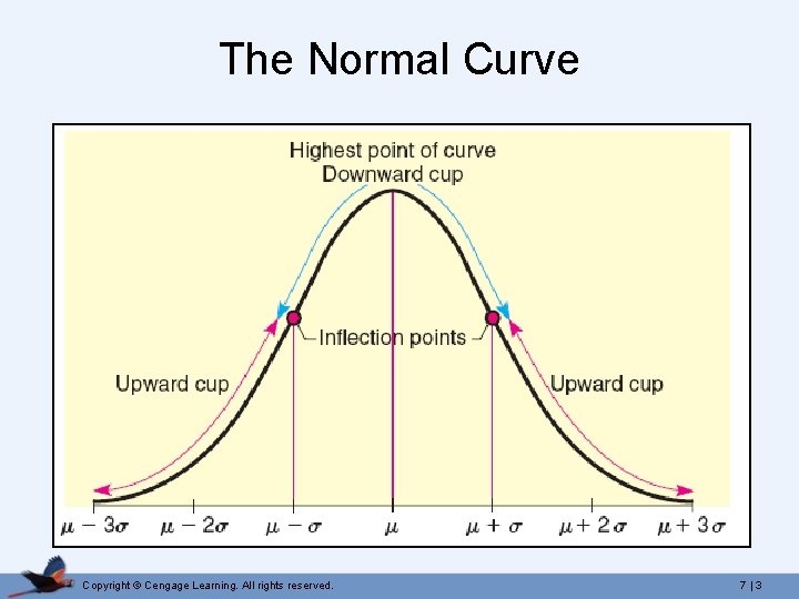 The Normal Curve Copyright © Cengage Learning. All rights reserved. 7 | 3 