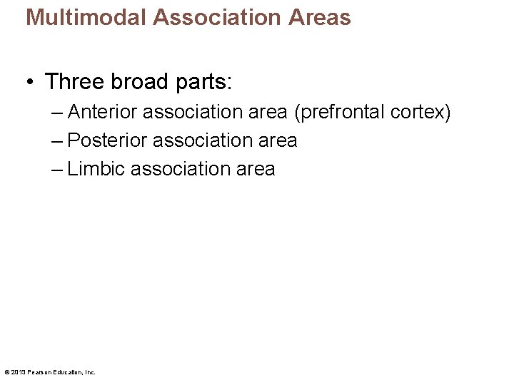 Multimodal Association Areas • Three broad parts: – Anterior association area (prefrontal cortex) –