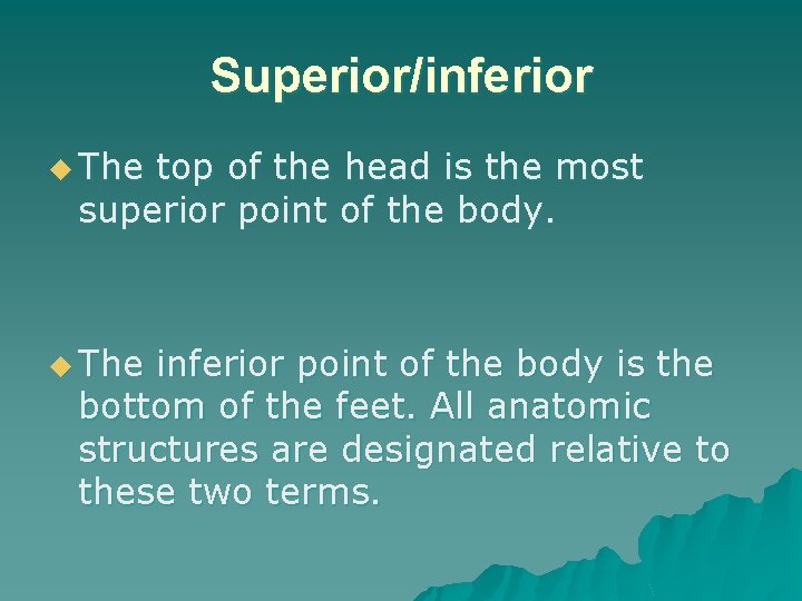 Superior/inferior u The top of the head is the most superior point of the