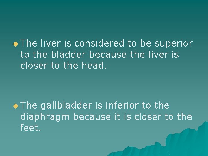 u The liver is considered to be superior to the bladder because the liver