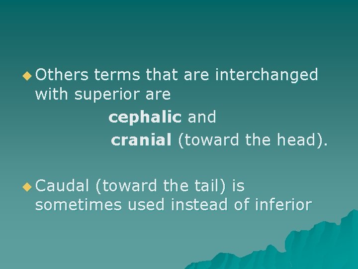 u Others terms that are interchanged with superior are cephalic and cranial (toward the