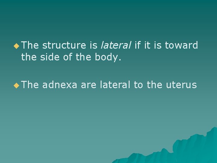 u The structure is lateral if it is toward the side of the body.