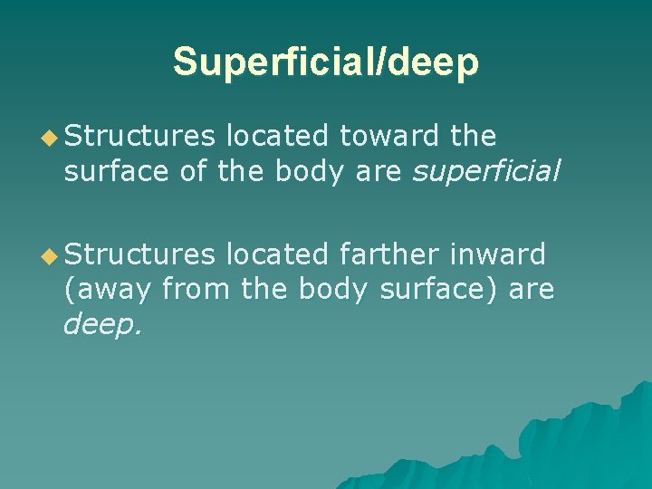 Superficial/deep u Structures located toward the surface of the body are superficial u Structures