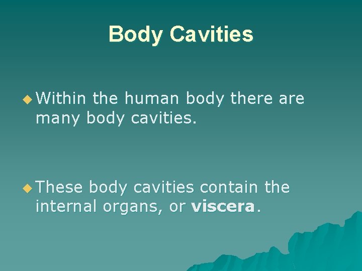 Body Cavities u Within the human body there are many body cavities. u These