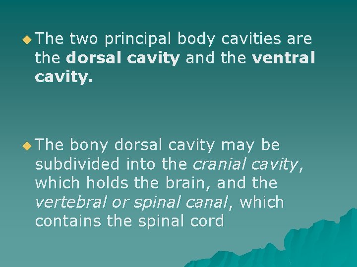 u The two principal body cavities are the dorsal cavity and the ventral cavity.