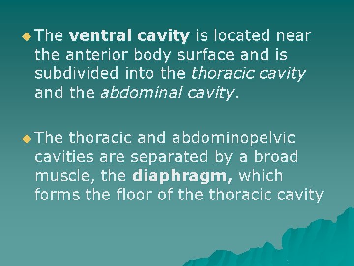 u The ventral cavity is located near the anterior body surface and is subdivided