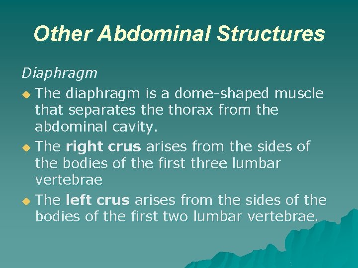 Other Abdominal Structures Diaphragm u The diaphragm is a dome-shaped muscle that separates the