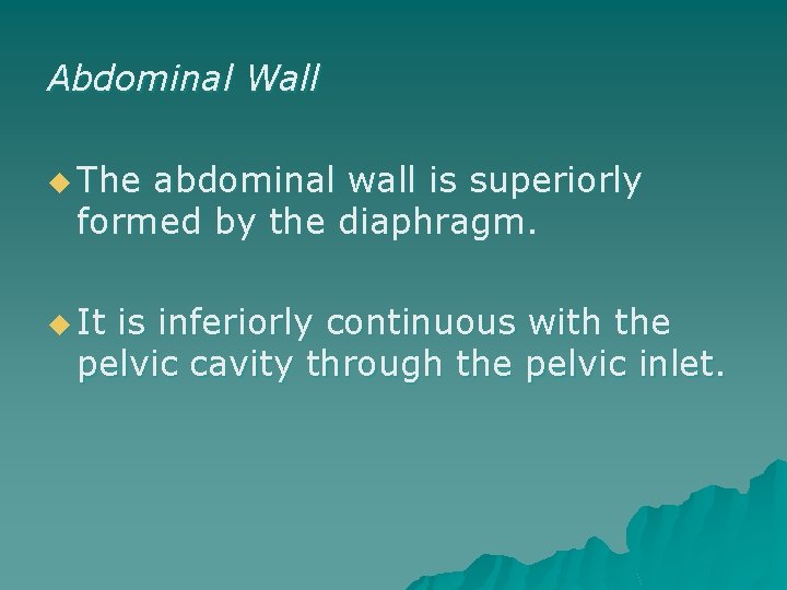 Abdominal Wall u The abdominal wall is superiorly formed by the diaphragm. u It