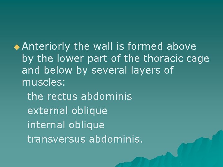 u Anteriorly the wall is formed above by the lower part of the thoracic