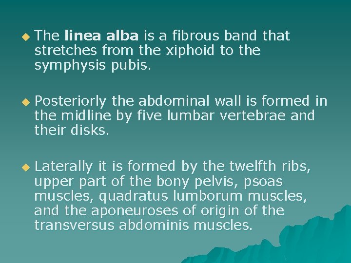 u u u The linea alba is a fibrous band that stretches from the