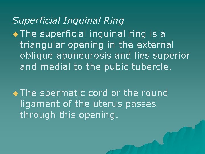 Superficial Inguinal Ring u The superficial inguinal ring is a triangular opening in the