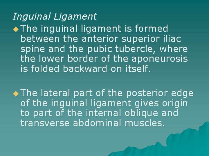 Inguinal Ligament u The inguinal ligament is formed between the anterior superior iliac spine