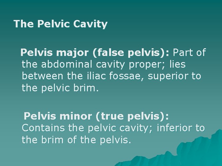 The Pelvic Cavity Pelvis major (false pelvis): Part of the abdominal cavity proper; lies