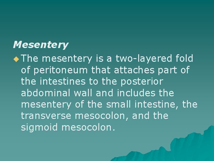 Mesentery u The mesentery is a two-layered fold of peritoneum that attaches part of