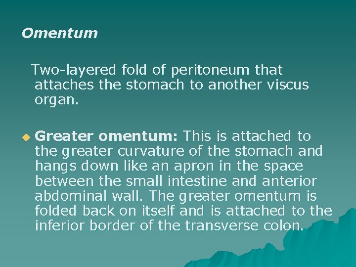 Omentum Two-layered fold of peritoneum that attaches the stomach to another viscus organ. u