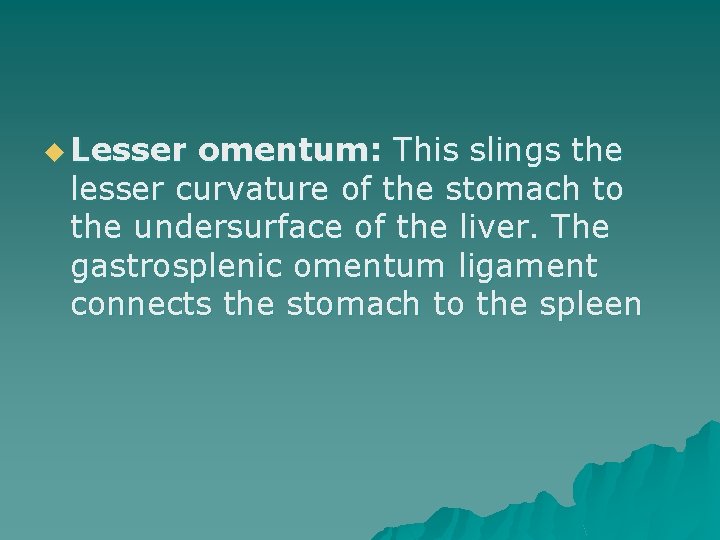 u Lesser omentum: This slings the lesser curvature of the stomach to the undersurface