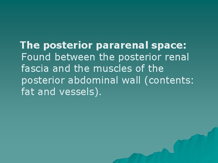 The posterior pararenal space: Found between the posterior renal fascia and the muscles of