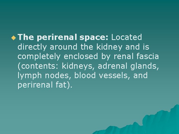 u The perirenal space: Located directly around the kidney and is completely enclosed by