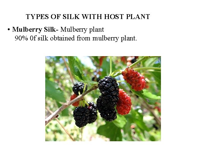 TYPES OF SILK WITH HOST PLANT • Mulberry Silk- Mulberry plant 90% 0 f