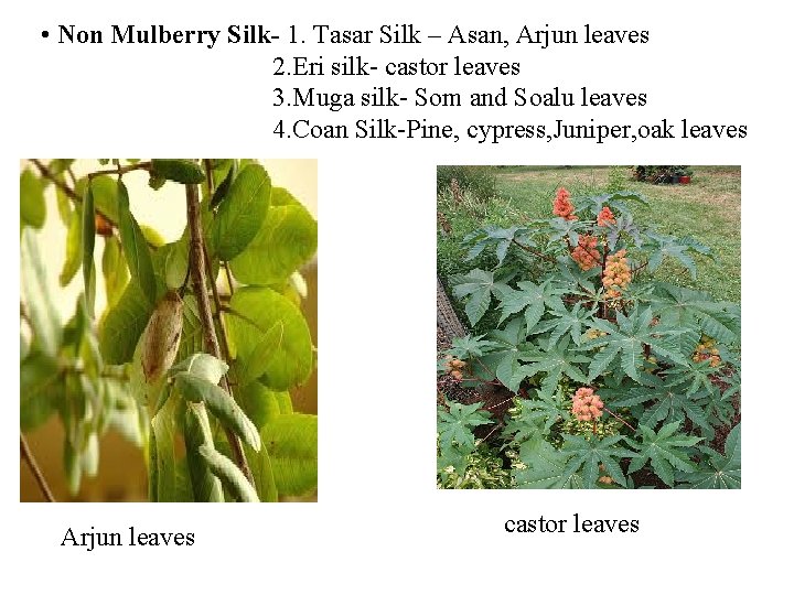  • Non Mulberry Silk- 1. Tasar Silk – Asan, Arjun leaves 2. Eri