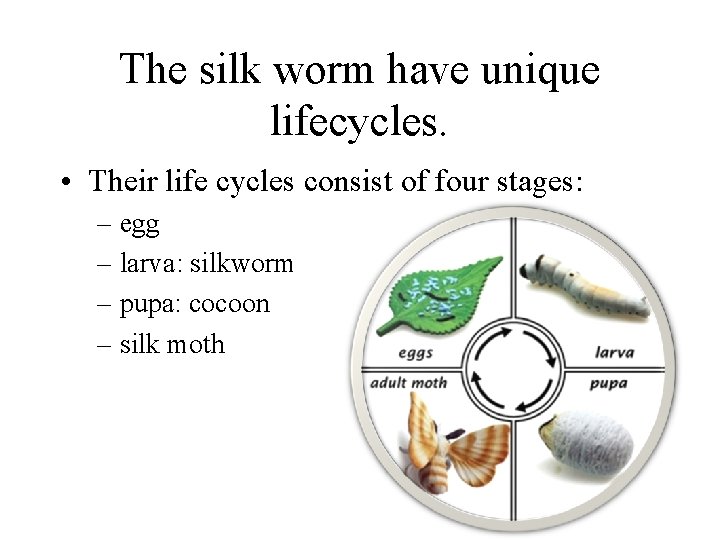 The silk worm have unique lifecycles. • Their life cycles consist of four stages: