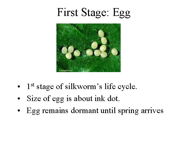 First Stage: Egg • 1 st stage of silkworm’s life cycle. • Size of