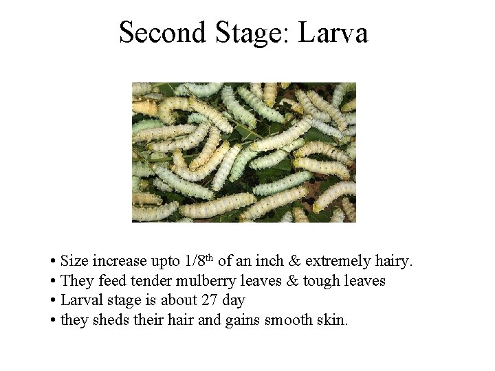 Second Stage: Larva • Size increase upto 1/8 th of an inch & extremely